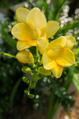beautiful scented yellow freesia blossom colourful image taken at daytime suitable for gardening, medical, botanical and cosmetic usages