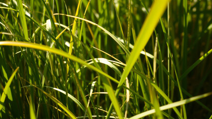 Fototapeta premium In autumn the grass begins to turn yellow. Close-up