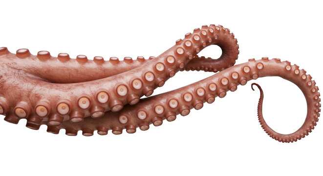 A highly detailed close-up of an octopus tentacle with suction cups against a white background. Realistic texture and natural curve