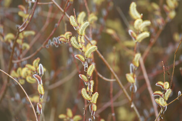 Purple willow catkins, spring buds