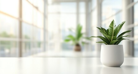 A white, modern office interior with plants in the foreground, blurred desks and chairs behind it.
