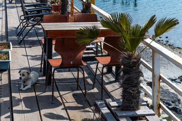 idyllic scene of the outdoor cafe with a puppy