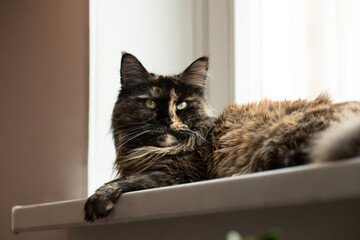 Maine Coon cat resting on windowsill with soft fur