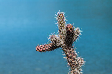 View of the cactus against the sea