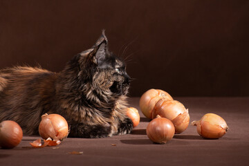 Maine Coon lying among bulbs on a brown background