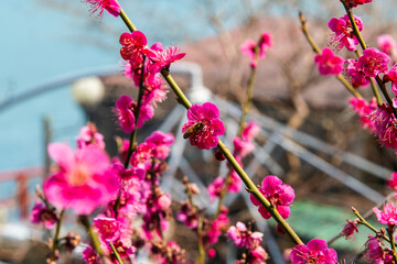 a bee on the pink plum blossom