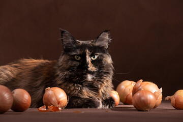 Maine Coon lying among bulbs on a brown background