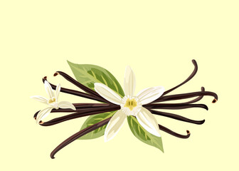 Vanilla flower with pods of vanilla and leaves on light pastel yelow background. Vector illustration. Healthy organic food, culinary herbs, food, natural healthy. 