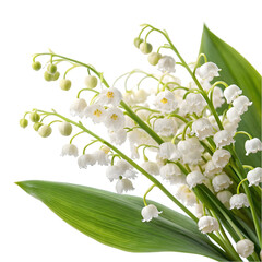Lily of the Valley: Stunning Images & Facts on transparent background