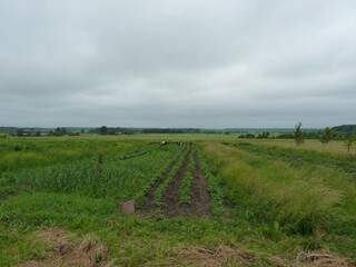 Potato field in the foreground, grassy field and distant trees under an overcast sky, rural scene.