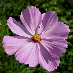 Obraz premium Schmuckkörbchen mit KI erstellt