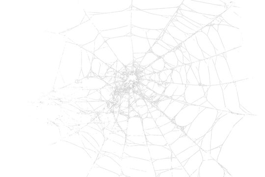 White spider web, cut out