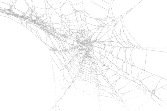 White spider web, cut out