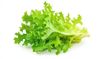 Fototapeta premium Fresh Green Lettuce Head with Crisp Leaves Isolated on White Background