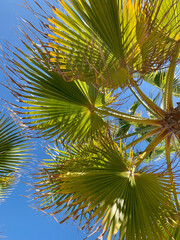 Fototapeta premium Lush green palm fronds sway gently against a clear blue sky, bathed in warm sunlight. A perfect tropical scene evoking summer vibes, relaxation, and seaside tranquility
