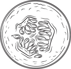 Sliced Cucumber Illustration