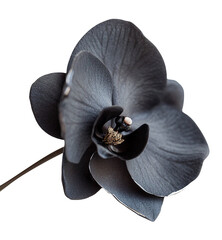 A single black orchid showcases subtle chrome edges, beautifully illuminated and isolated on transparent backdrop, highlighting its delicate features and elegance.
