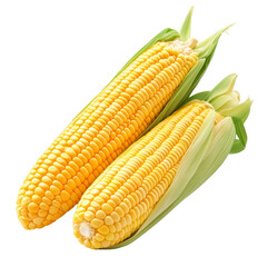 Fresh Sweet Corn on the Cob &ndash; Transparent Background