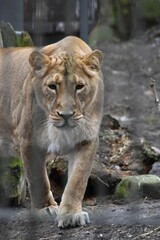 Obraz premium An Asiatic lion is outdoors in a zoo in spring day. The animal is endangered.