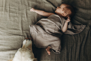 Fototapeta premium Adorable little baby in blanket and sweet dog on brown bed, top view. Cute newborn in stylish linen textile and best friend. Adoption and fertility concept