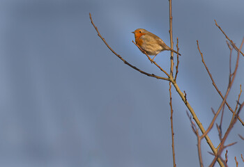Erithacus rubecula or European robin on a branch in winter