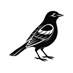 Fototapeta premium Realistic songbird illustration silhouette isolated on white background