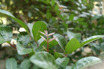 Close-up of a leafy plant, possibly a Brazilian peppertree.