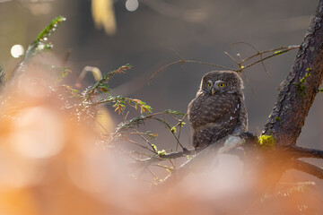 Pygmy owl - sóweczka 