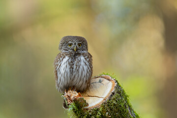 Pygmy owl - sóweczka 