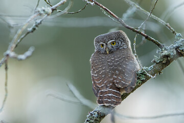 Pygmy owl - sóweczka 
