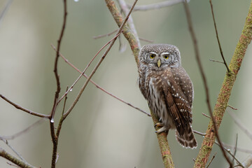 Pygmy owl - sóweczka 