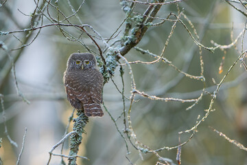 Pygmy owl - sóweczka 