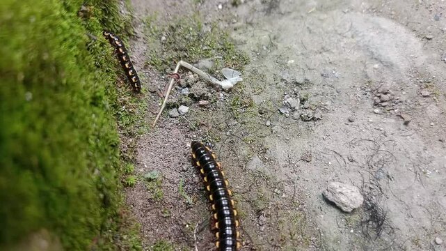 Harpaphe haydeniana or cyanide centipede species Dark color with contrasting yellow-tipped moons potentially secretes toxic hydrogen cyanide as a defense. Cyanide secretion