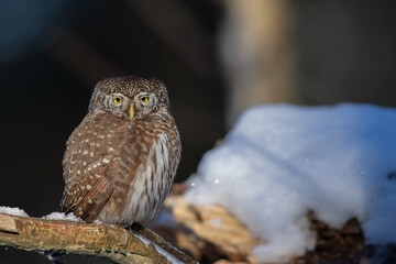 Pygmy owl - sóweczka 