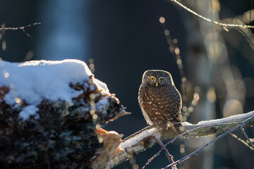 Pygmy owl - sóweczka 