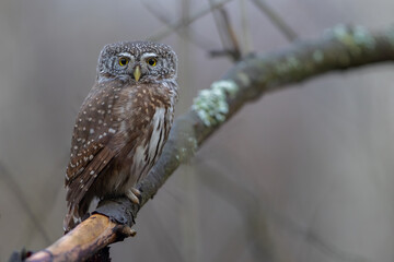 Pygmy owl - sóweczka 