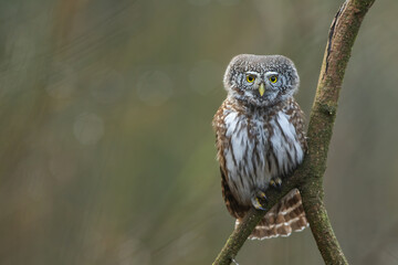 Pygmy owl - sóweczka 