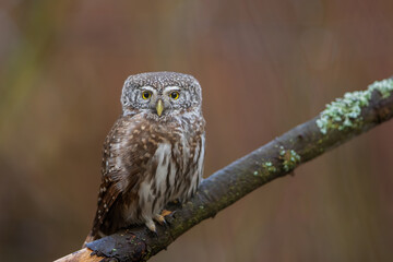 Pygmy owl - sóweczka 