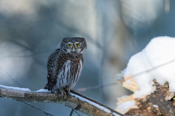 Pygmy owl - sóweczka 