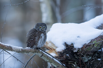 Pygmy owl - sóweczka 