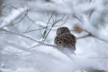 Pygmy owl - sóweczka 
