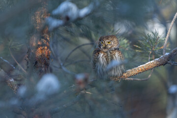 Pygmy owl - sóweczka 