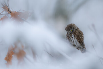 Pygmy owl - sóweczka 