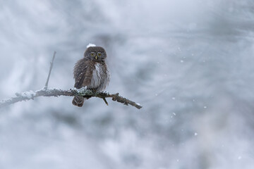 Pygmy owl - sóweczka 
