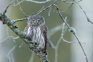 Pygmy owl - sóweczka 