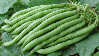 Obraz premium Close Up, Green String Beans, Food, Vegetable Garden, Fresh, Healthy, Raw, Ingredients