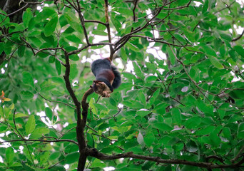 squirrel on a tree