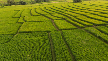 Rice plantations in sunny daylight on farmland