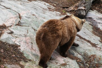 A brown bear is walking outdoors in a zoo after winter sleep.
