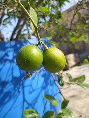 4k lemons photo on tree